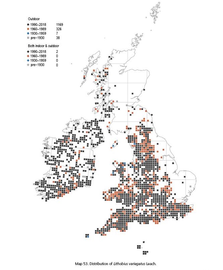 New centipede atlas provides insights into British species | Biological ...